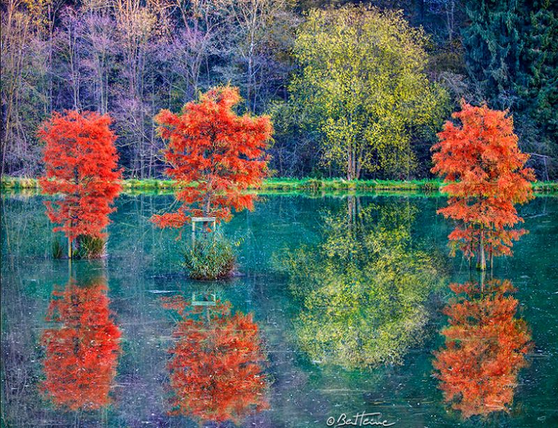 Photographie de forêt