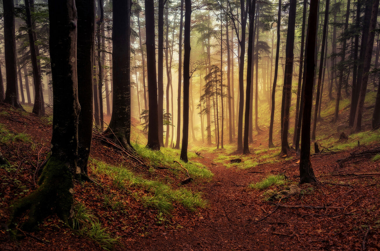 La forêt mystérieuse