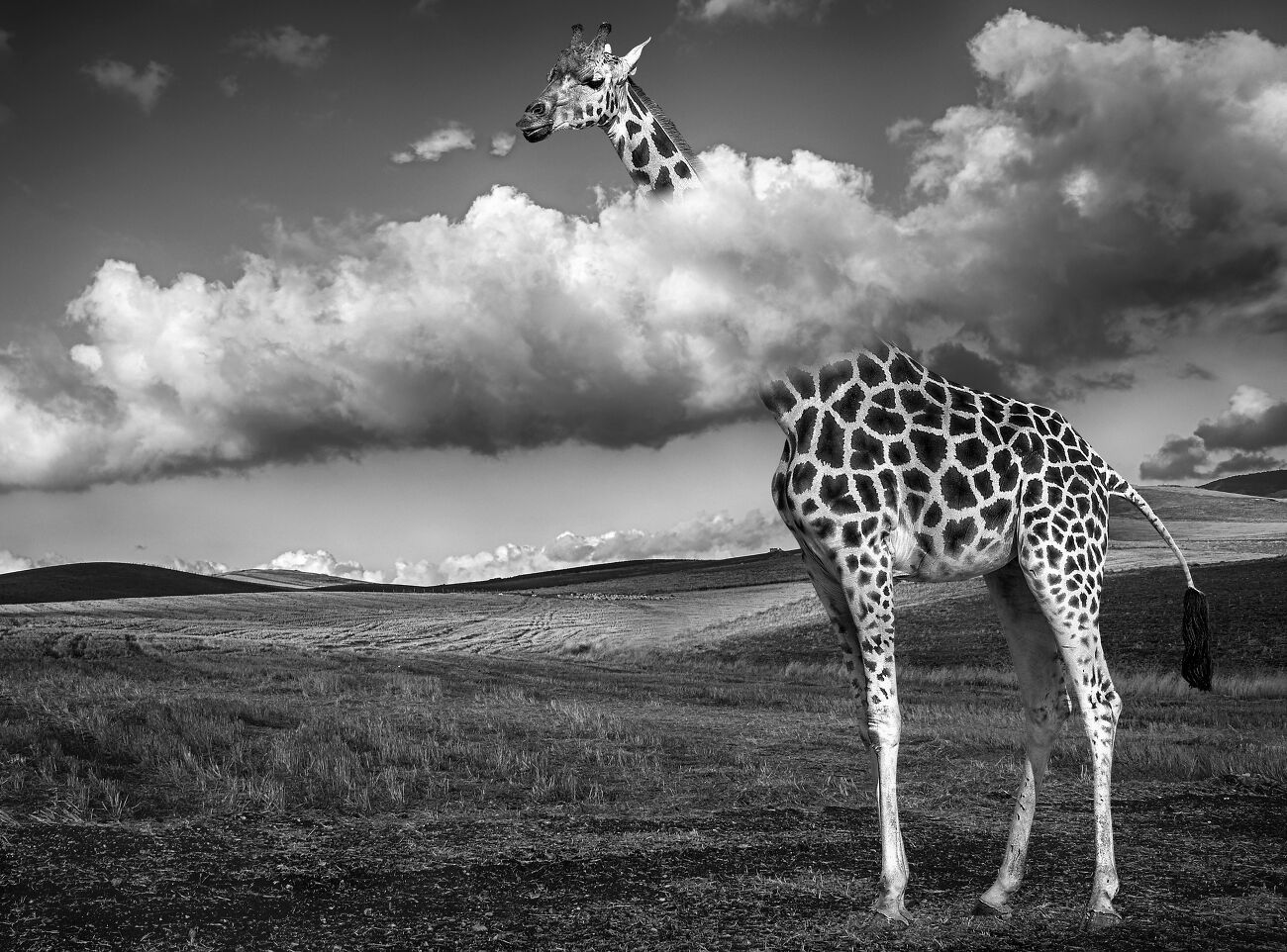 La girafe au dessus des nuages