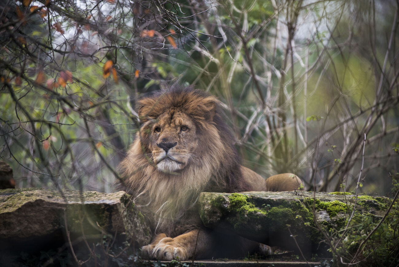 Zoo de Doué la Fontaine