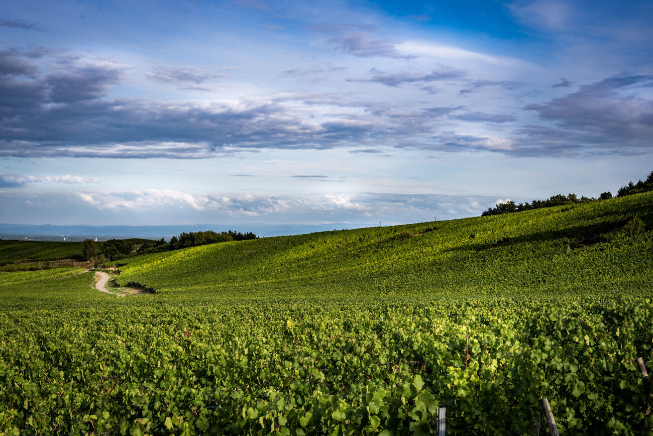 Alsace_4