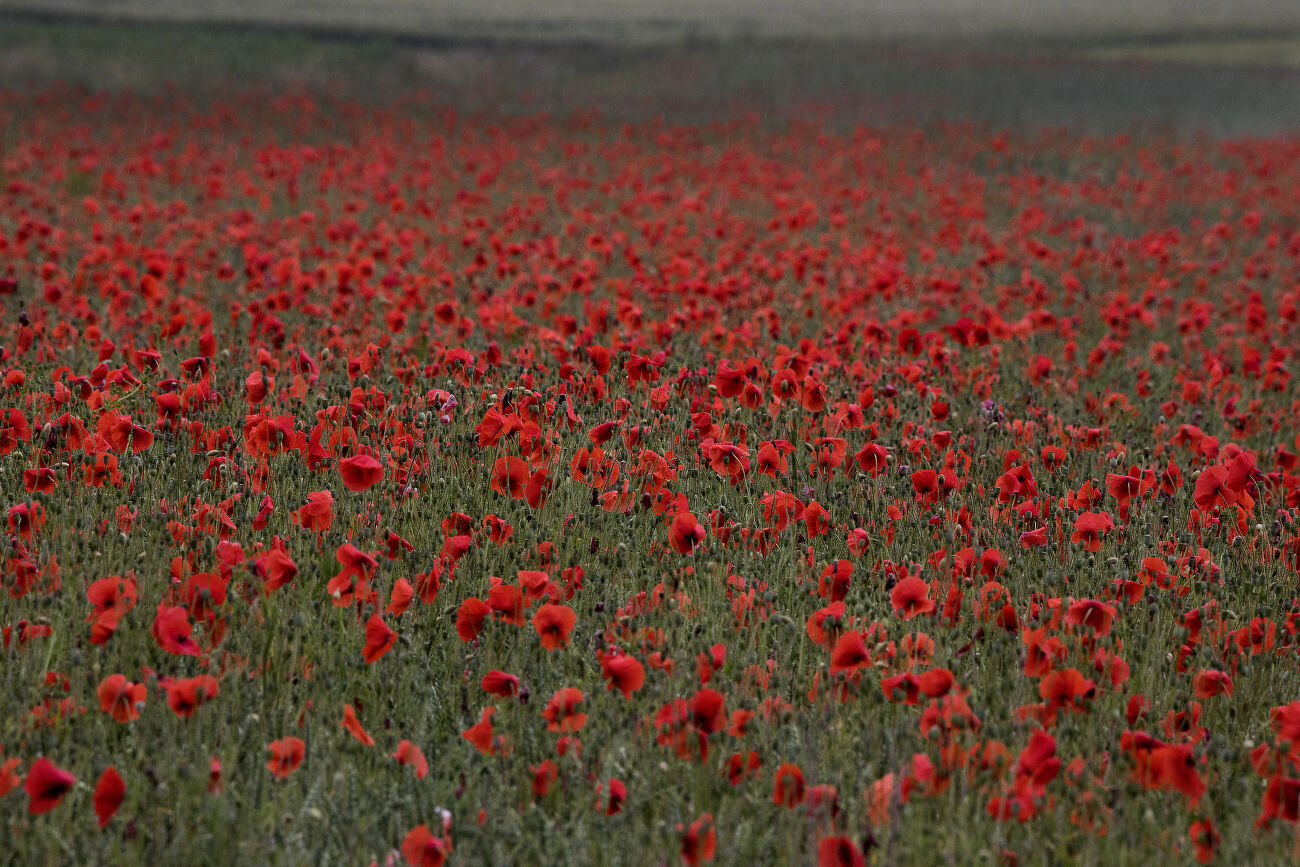 Coquelicots