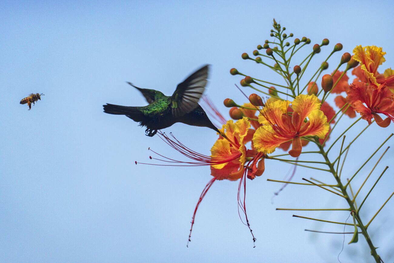 Un oiseau colibri et une abeille butinent une fleur en Guadeloupe