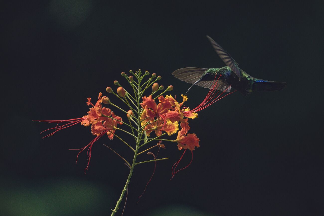 Un oiseau colibri butine une fleur en Guadeloupe