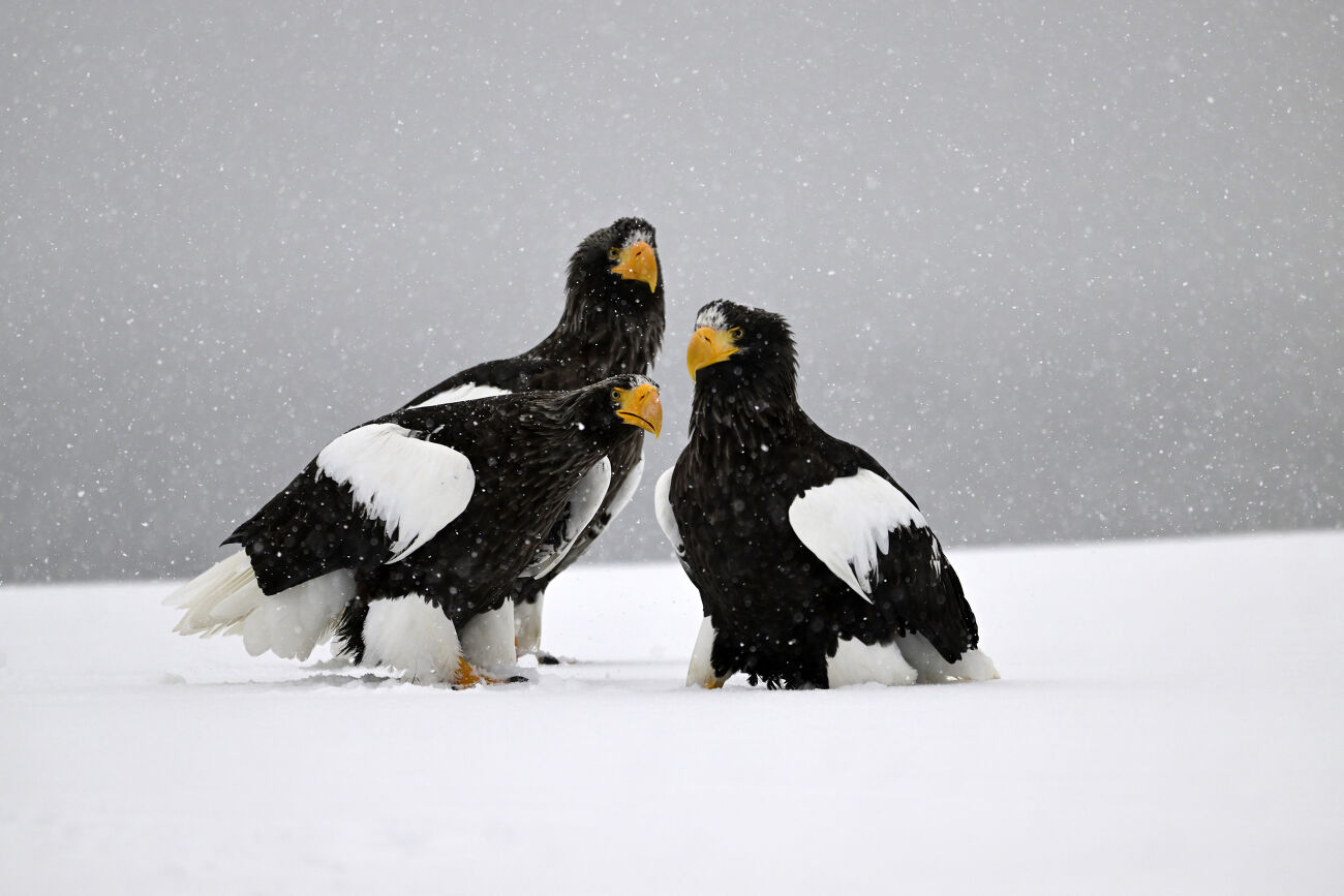 Trois aigles sous la neige au Japon