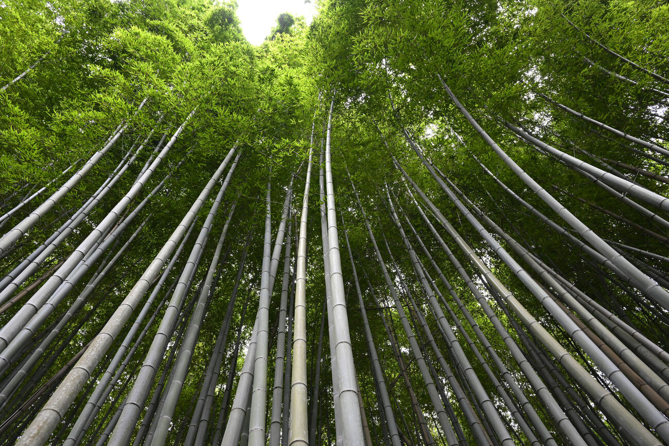 Dans la forêt de bambous de Sagano