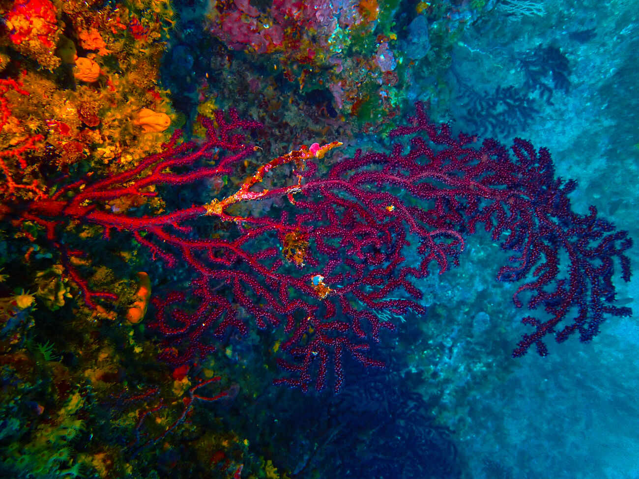 Plongee dans le parc naturel du Cap de Creus