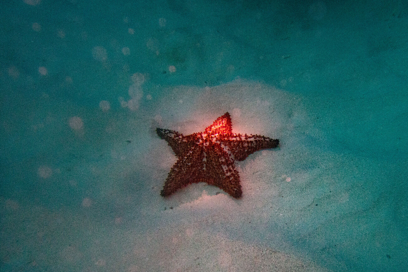 Une étoile de mer en Guadeloupe