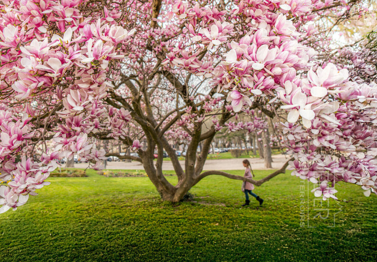 Le magnolia de Ribeauvillé