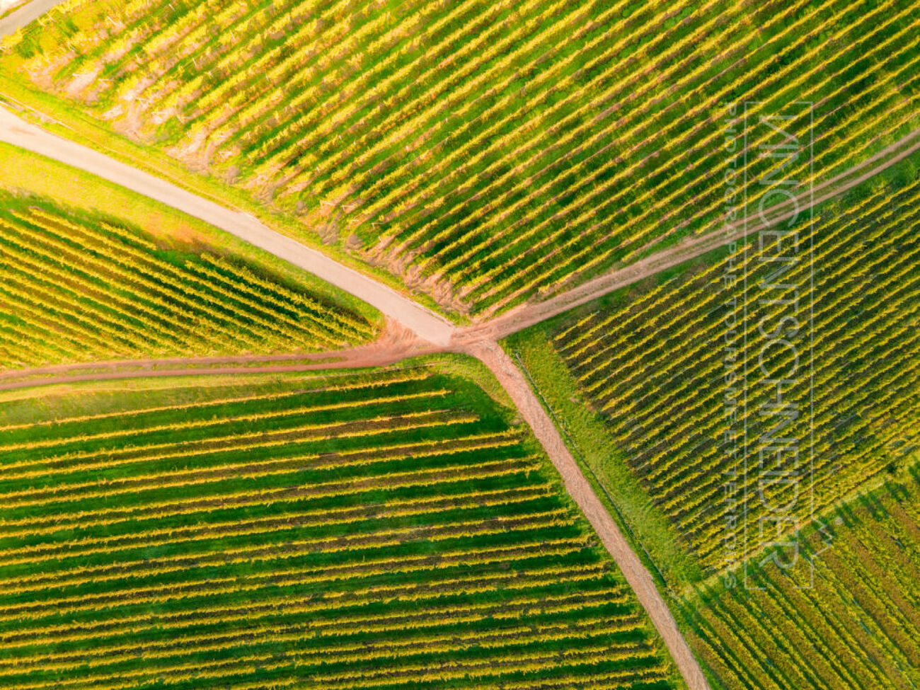 Dans les vignobles alsaciens