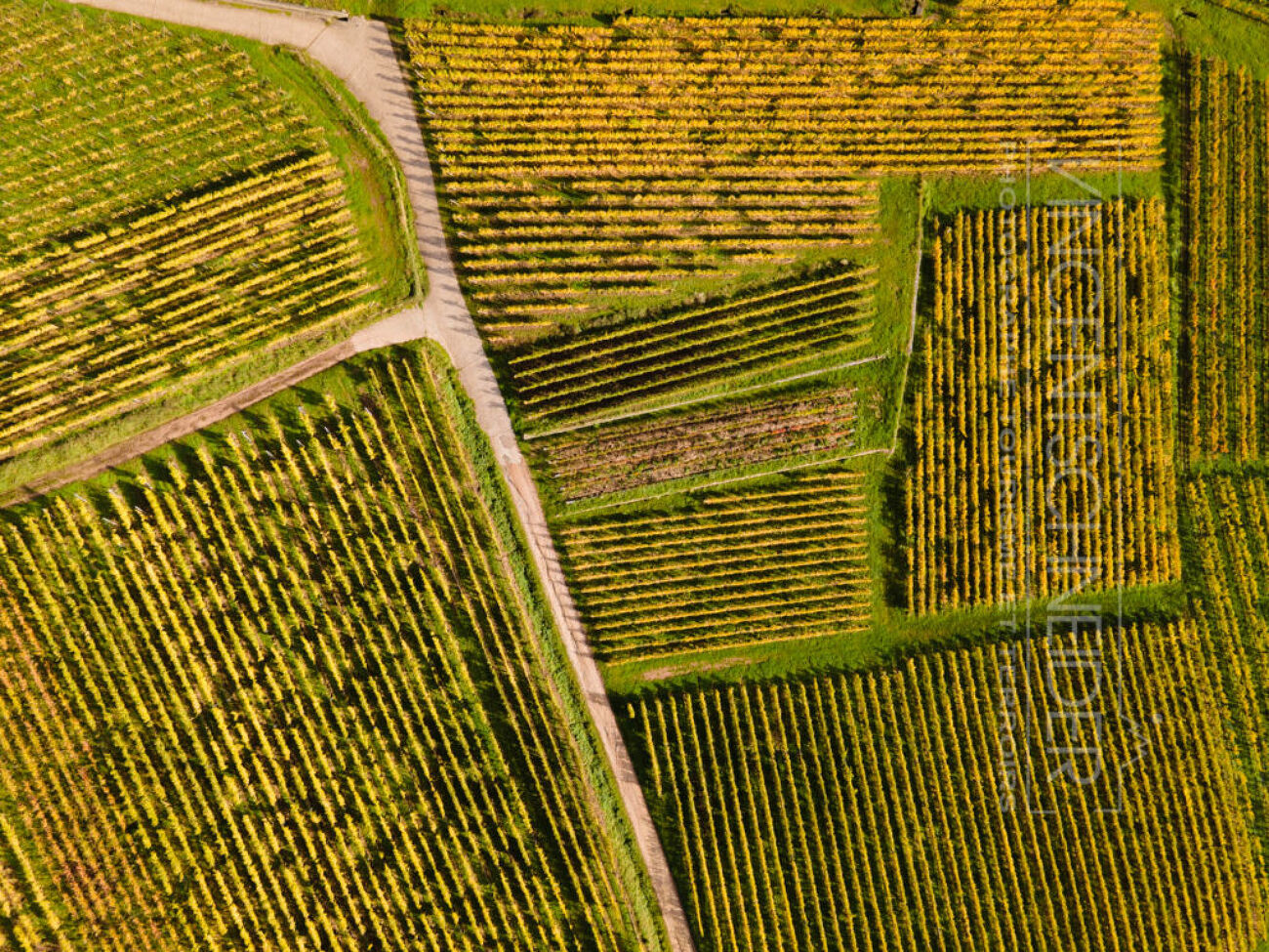 Dans les vignobles alsaciens_2