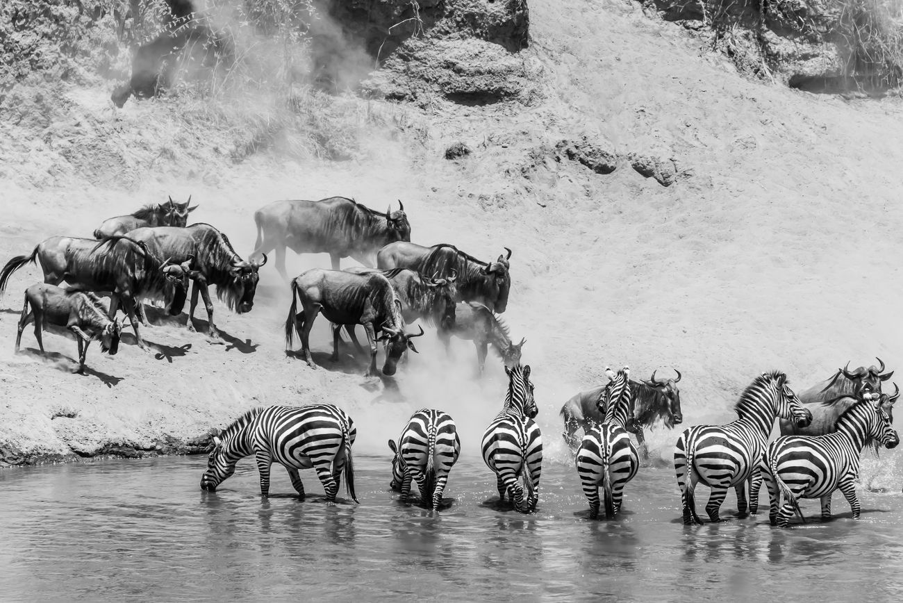 La migration des gnous, Kenya