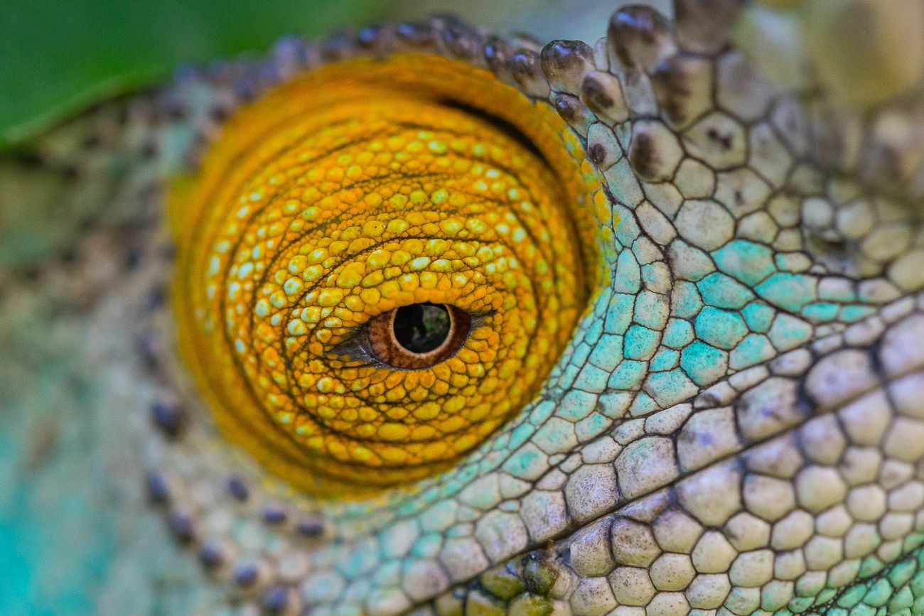 L'oeil du caméléon