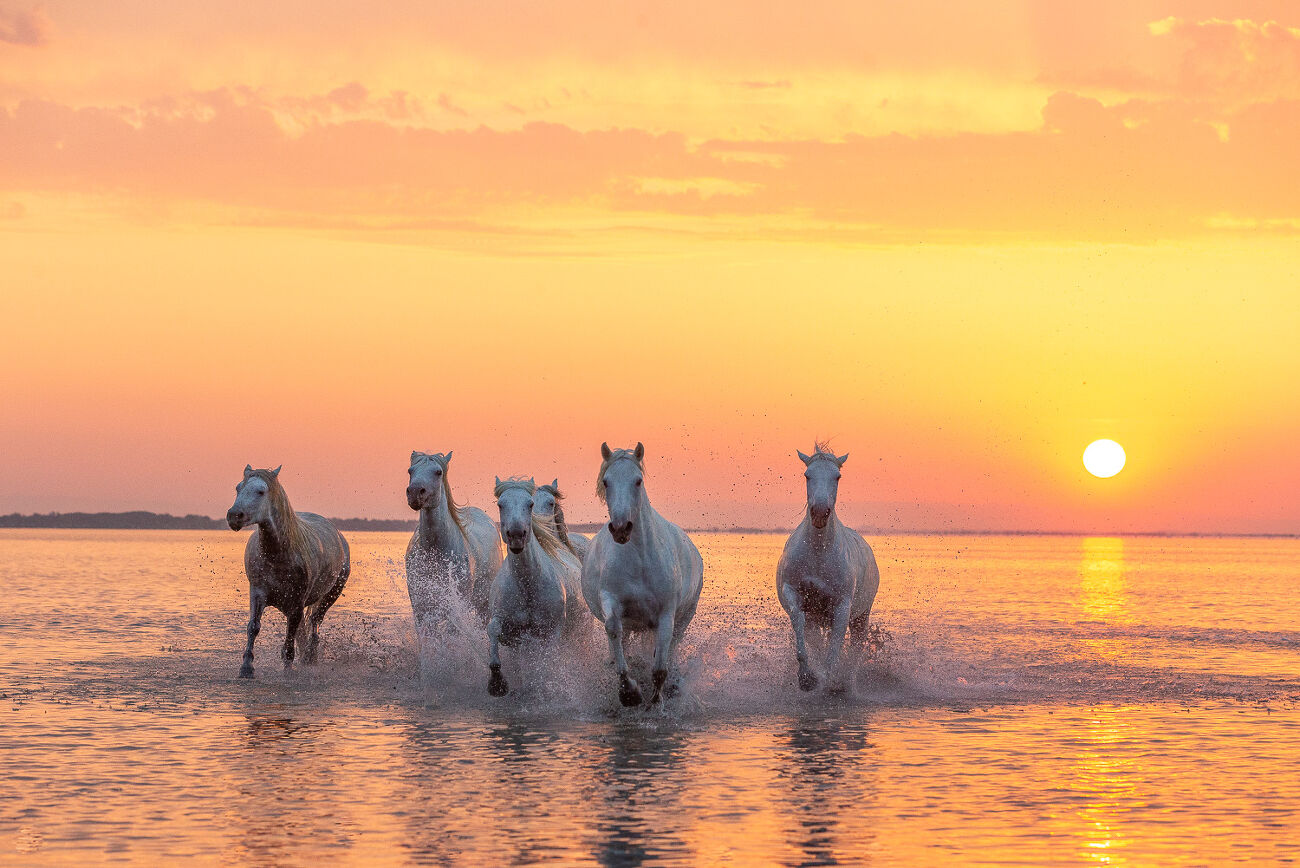 En Camargue