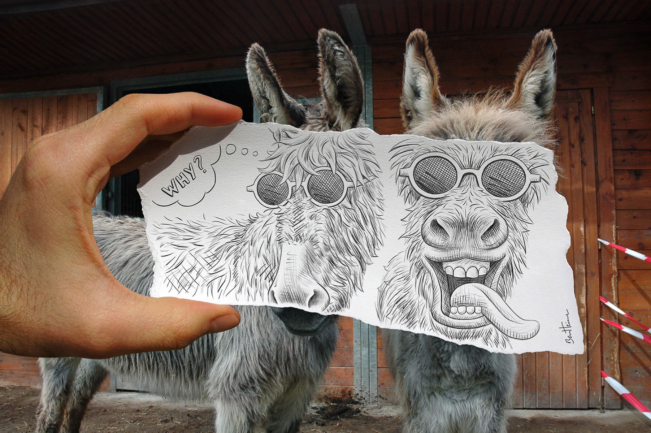 Pencil vs Camera - donkeys