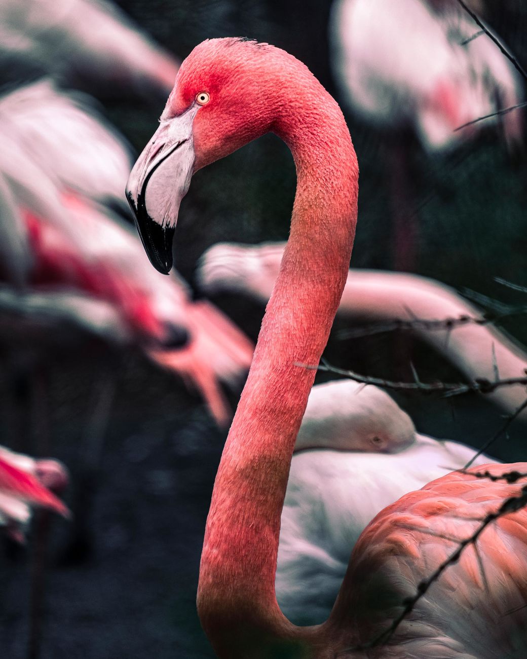 Flamand Rose