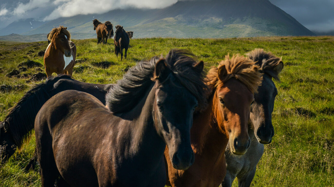 Chevaux d'Islande 1