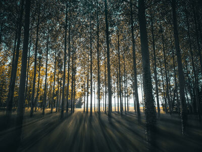 The Shadow Forest