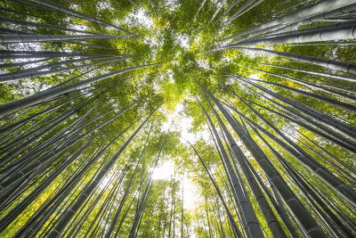 Forêt de bambous de Kamakura