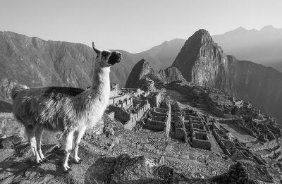 Le lama du Macchu Picchu