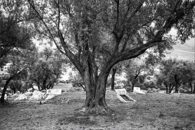 Au pied de l'arbre