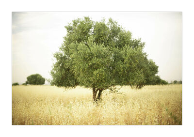 Arbre et champs 1