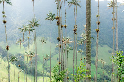 Les sentinelles de la vallée de Cocora