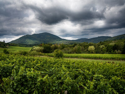 Alsace_3