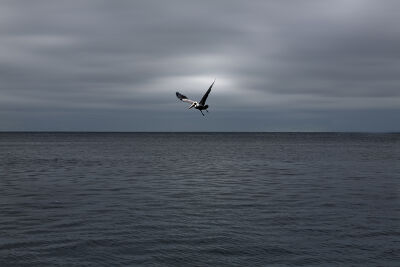 L'oiseau en Equateur