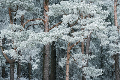 Hoar Frost II