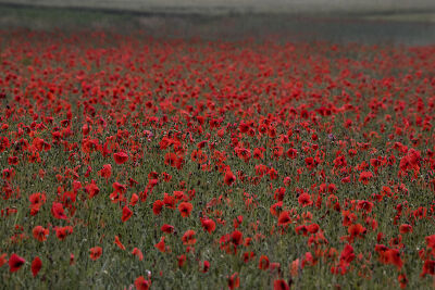 Coquelicots
