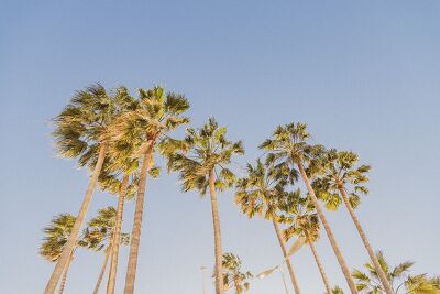 Sous les palmiers de Cannes