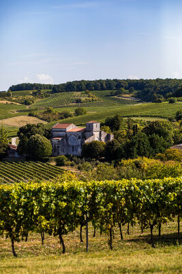 Vignoble 2