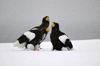 Trois aigles sous la neige au Japon