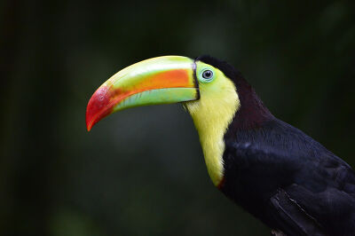Un toucan à carène au Guatemala
