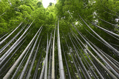 Dans la forêt de bambous de Sagano