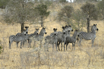 Les rayures du zèbre, Tanzanie