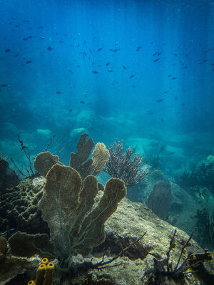 La vie sous marine a la réserve Cousteau en Guadeloupe