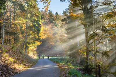 Dans les forêts d'Alsace