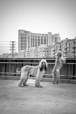 Afghan Hounds, China