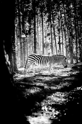 Zebra Franschhoek, South Africa