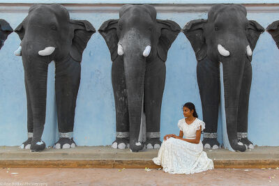 La fille aux éléphants