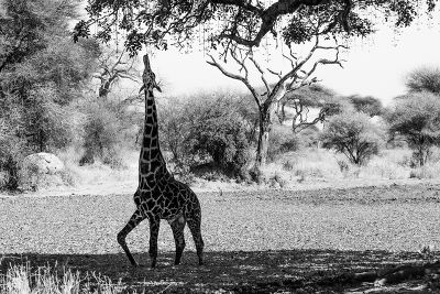 Afrika - Girafe