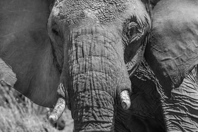 Elephant mâle au Zimbabwe