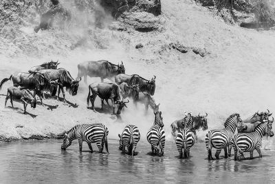 La migration des gnous, Kenya