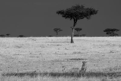 Afrika - Arbre 2