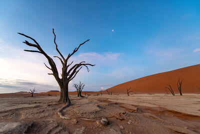 Dead Vlei