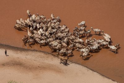 Tana River & Chameaux, Kenya