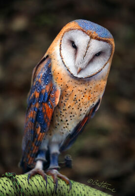 Cute Owl