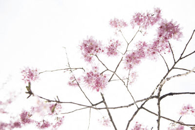 Pink Sakura flowers